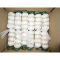 Fresh Pure White Garlic